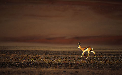 Springbok Running Along The Dunes A springbok running along the high dunes at Sossusvlei, Naukluft National Park in Namibia. They are such elegant sprinters and it always amazes me on how despite harsh conditions these antelopes seem to go thru life with ease and grace. Antidorcas marsupialis,Dunes,Namibia,Naukluft,Sossusvlei,Springbok