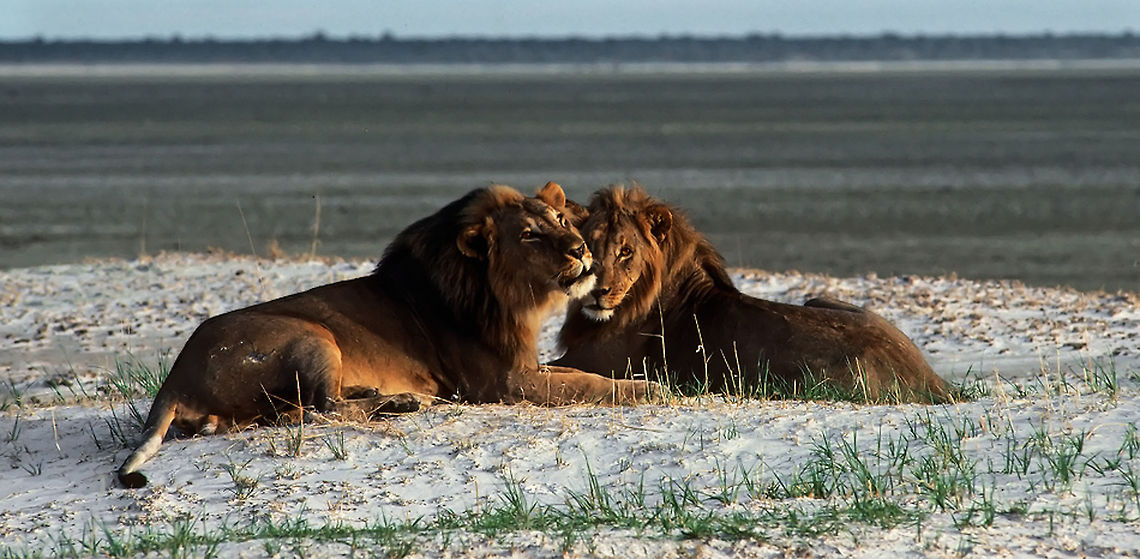Male Lion Companions Two male lion in the prime of their life sitting at the edge of Etosha Pan in Namibia calling out into the vastness of the shadow of lake. Calling,Etosha,Lion,Namibia,Pair