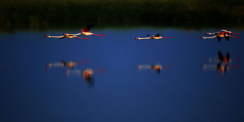 Mirror Flight Greater Flamingos landing just as the last rays of sun descend on Fisher Pan, filled during rainy season, in Etosha National Park, Namibia. Etosha,Flamingo,Greater,Greater Flamingo,Namibia,Phoenicopterus roseus,Phoenicopterus ruber