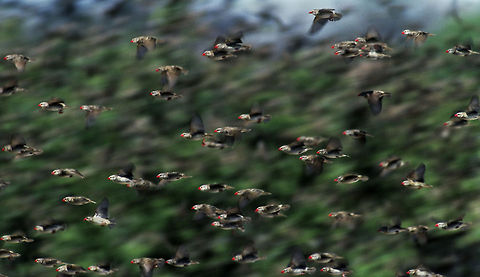 Safety In Numbers Red-billed queleas more or less invade a waterhole in Etosha in number of ten thousands of birds in flock. The sound of countless number of small wings make a rock concert sound silent. Flight,Quelea quelea,Red-billed Quelea,etosha,flock,namibia,red-billed quelea
