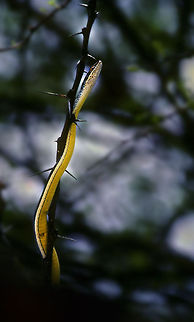 Boomslang Treeglider Boomslang in Etosha, Namibia gliding up a thorny branch.  Boomslang,Dispholidus typus,Serpentes,etosha,namibia,snakes,thorns