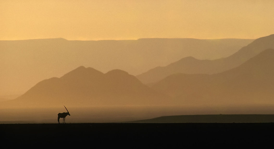 Gemsbok A lone oryx antelope awaits the cool of the night after a long hot day in the Central Namib - the Naukluft mountains make for an impressive background. Desert,Gemsbok,Namibia,Oryx gazella,Sunset,antelope