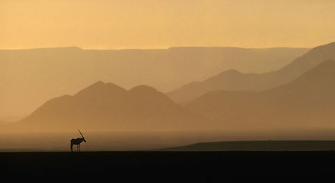 Gemsbok A lone oryx antelope awaits the cool of the night after a long hot day in the Central Namib - the Naukluft mountains make for an impressive background. Desert,Gemsbok,Namibia,Oryx gazella,Sunset,antelope