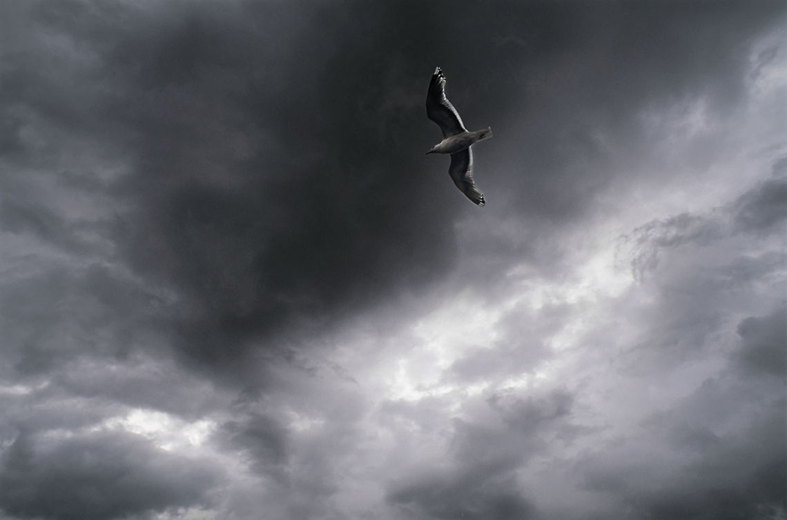 Thunderbird Seagulls are masters when it comes down to flying in rough weather. This one patrolled the wild coast of Norway's Lofoten Islands. lofoten,norway,seagull,storm,weather