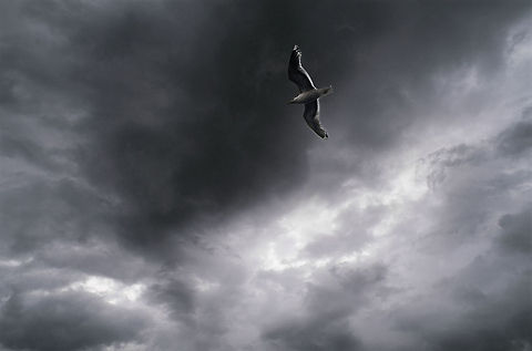 Thunderbird Seagulls are masters when it comes down to flying in rough weather. This one patrolled the wild coast of Norway's Lofoten Islands. lofoten,norway,seagull,storm,weather