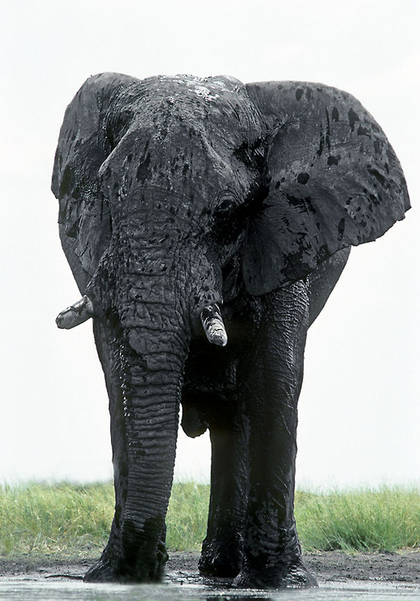 Bull Elephant with long life This bull elephant has already spent a long life surviving in the harsh conditions of Namibia's Etosha Pan region. It displays a proud character and a serenity found in only few animals.  African Bush Elephant,Loxodonta africana,Proboscidea,bull,elephant,etosha,namibia,waterhole