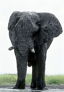 Bull Elephant with long life This bull elephant has already spent a long life surviving in the harsh conditions of Namibia's Etosha Pan region. It displays a proud character and a serenity found in only few animals.  African Bush Elephant,Loxodonta africana,Proboscidea,bull,elephant,etosha,namibia,waterhole