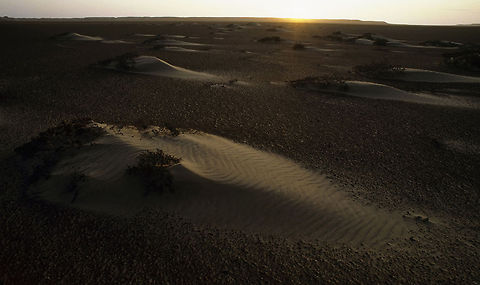 How Dunes Form For me Namibia's Skeleton Coast is one of the most special regions in the world. The combination of endemic wildlife, fantastic desert scenery and the cold wild Benguela Current flowing up the coast make for a most unique area. This dark plain with is accumulation of miniature bright yellow dunes which collect around small bushes seems like from another world. To stand there and to listen to the wind while gazing across the vastness has been a special moment and I can just see it in my mind how the dunes grow and grow over time to form a sea of sand. Sand Dunes,namibia