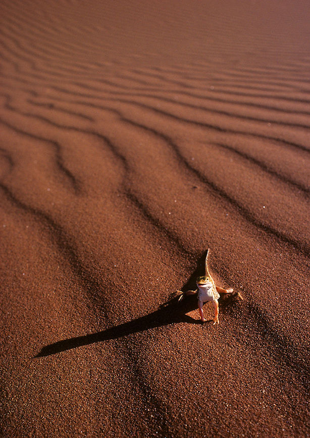 Sanddiver lizard Sanddiver lizards of Namibia are very well adapted to live in the sands, their snout is shaped in a way that allows them to literally dive into the sands and swim just beneath the &quot;surface&quot;. This one from the Sossusvlei region of the Naukluft National Park allowed me to get real close with my wideangle. dune,lizard,namibia,sand diving lizard,sossusvlei