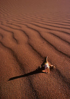 Sanddiver lizard Sanddiver lizards of Namibia are very well adapted to live in the sands, their snout is shaped in a way that allows them to literally dive into the sands and swim just beneath the "surface". This one from the Sossusvlei region of the Naukluft National Park allowed me to get real close with my wideangle. dune,lizard,namibia,sand diving lizard,sossusvlei