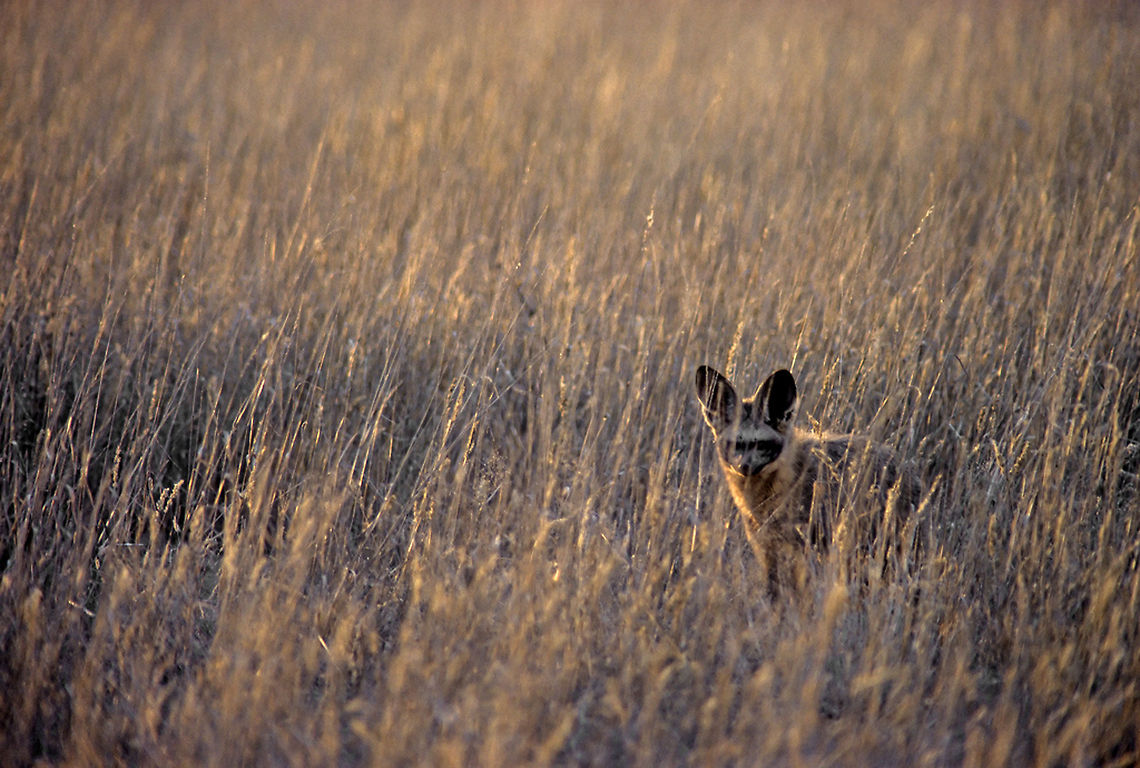 Bat-eared fox is all ears A bat-eared fox is listening for insects underground in the grasslands of Etosha National Park in Namibia.  Bat-eared fox,Carnivora,Fox,Otocyon megalotis,bat-eared fox,ears,etosha,namibia