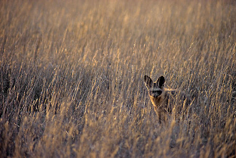 Bat-eared fox is all ears A bat-eared fox is listening for insects underground in the grasslands of Etosha National Park in Namibia.  Bat-eared fox,Carnivora,Fox,Otocyon megalotis,bat-eared fox,ears,etosha,namibia