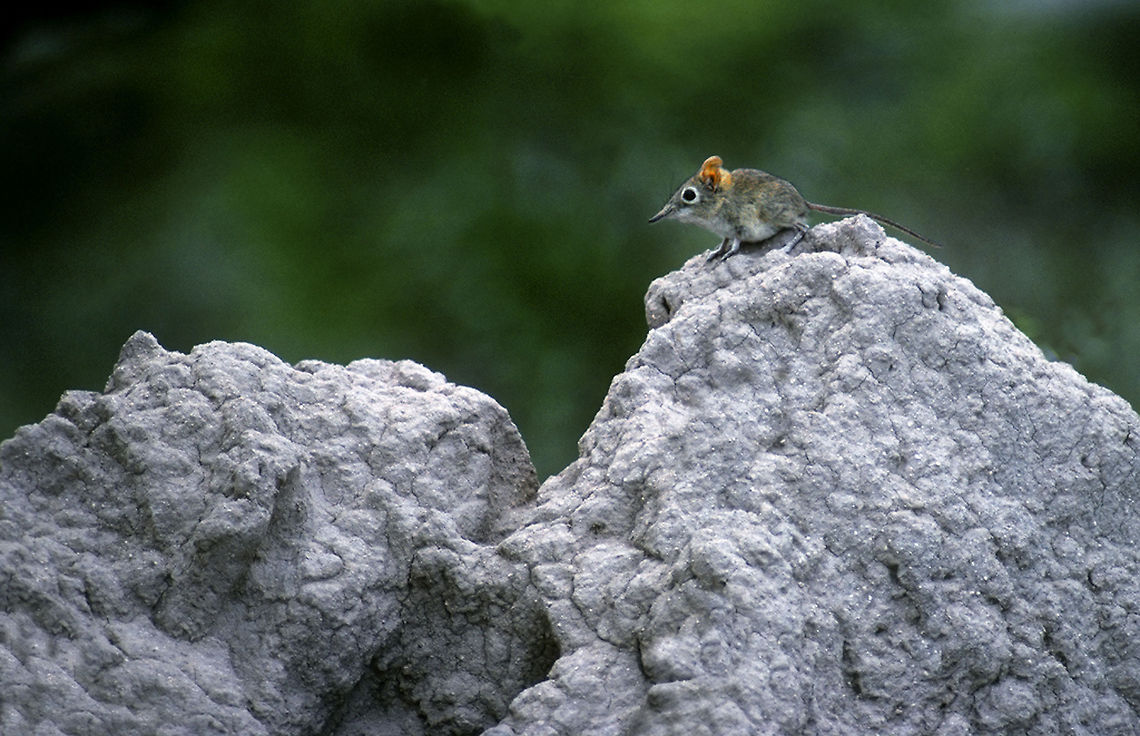 Elephant shrew on top of the world This cute elephant shrew actually has a fascinating behaviour. It is one of the few diurnal mice which has a "home" and clearly trampled on mini paths from and to it which it basically never leaves and uses as hunting routes for insect. Read up on them - they are rather interesting little fellows. Macroscelides proboscideus,Short-eared Elephant Shrew,diurnal,elephant shrew,etosha,namibia,termite mound