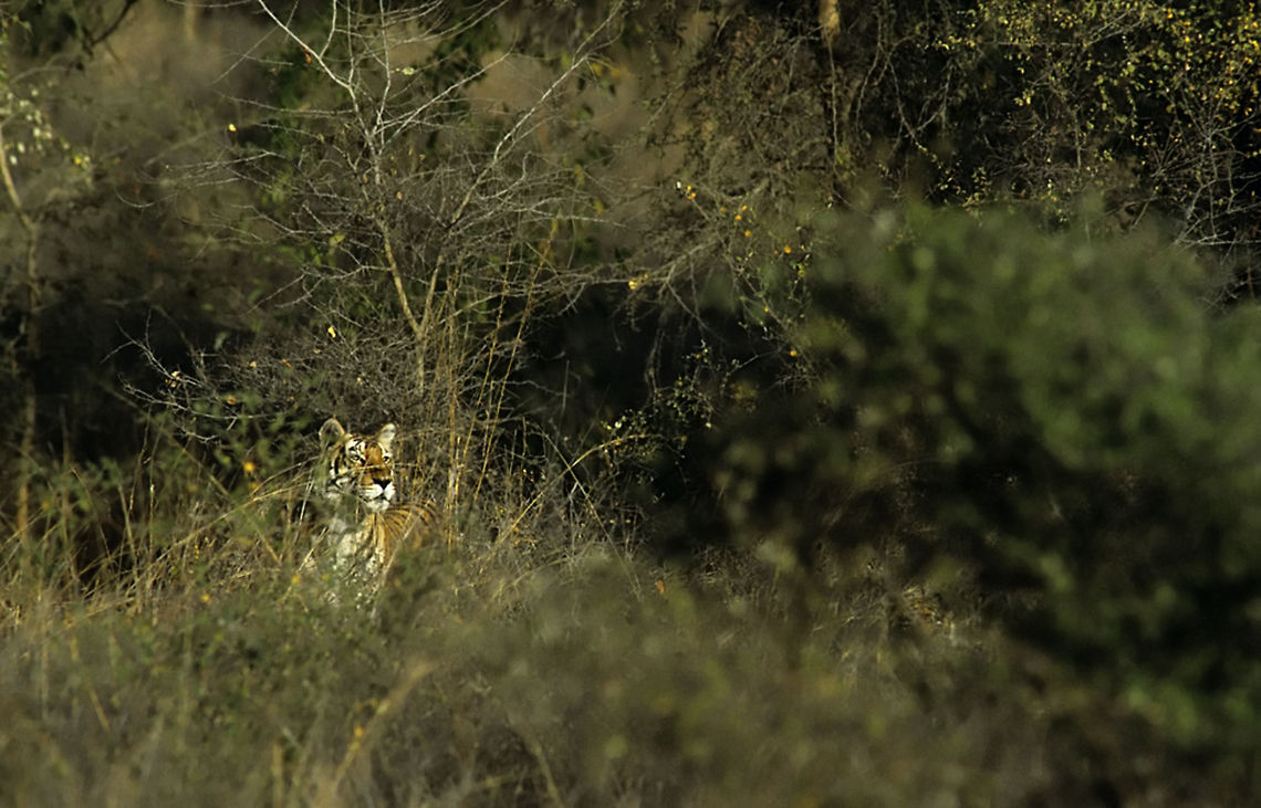 Deadly Tiger Stripes In The Bush Having photographed wild tigers in India&#039;s Ranthambore National Park for many weeks I have a very special relation to these elusive big cats.  Panthera tigris,Tiger,bush,india,ranthambore,tiger