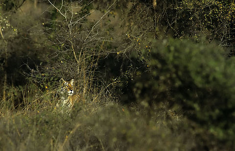 Deadly Tiger Stripes In The Bush Having photographed wild tigers in India's Ranthambore National Park for many weeks I have a very special relation to these elusive big cats.  Panthera tigris,Tiger,bush,india,ranthambore,tiger