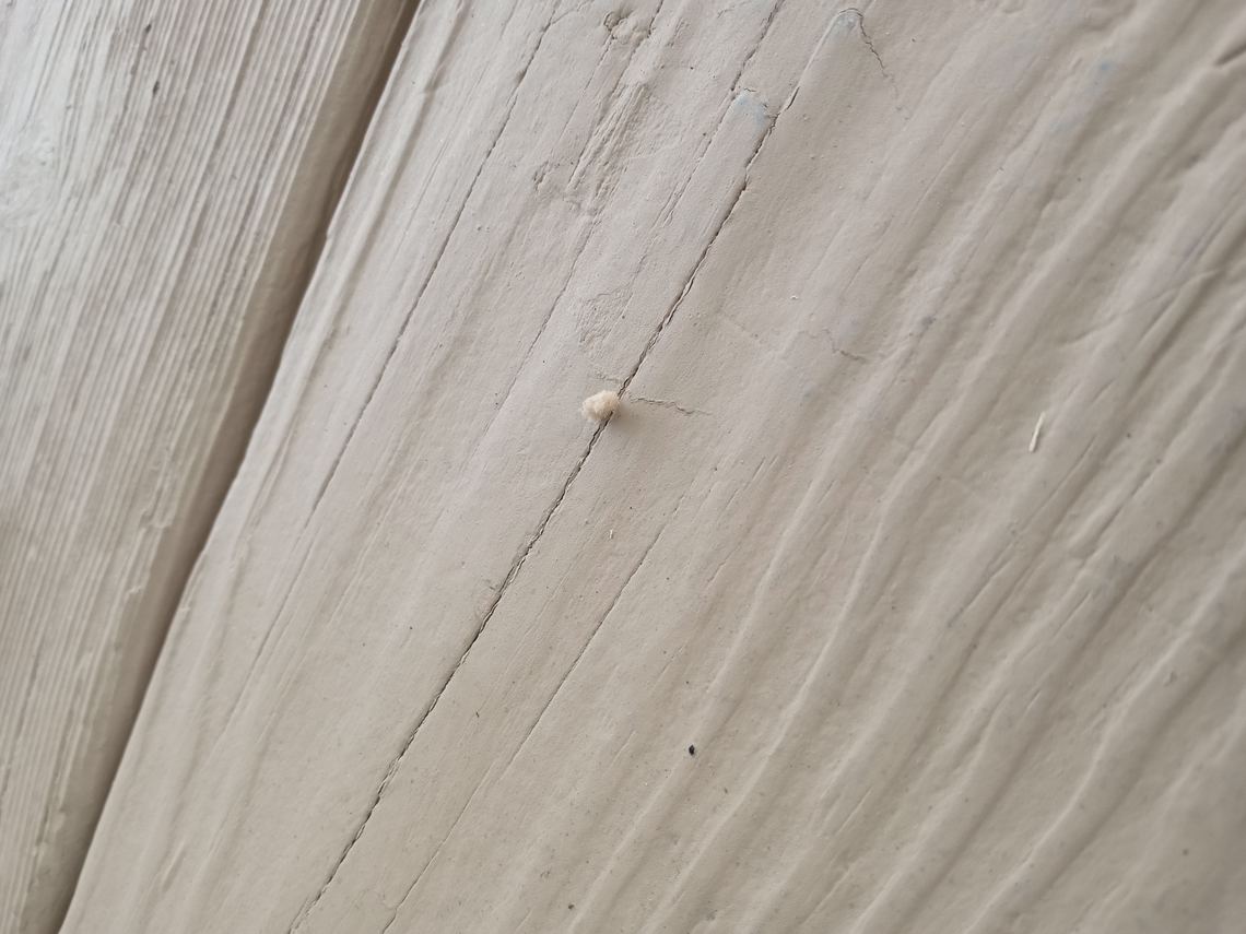 IMG_20220813_132136738 Found this insect in Oberlin Ohio