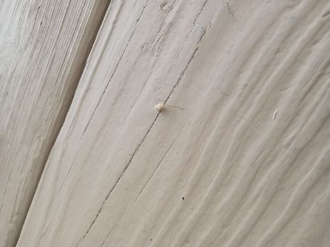 IMG_20220813_132136738 Found this insect in Oberlin Ohio