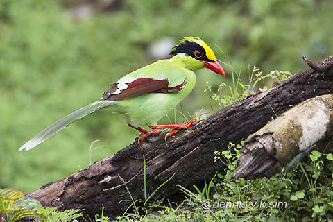Green Magpie  Cissa chinensis,Green Magpie