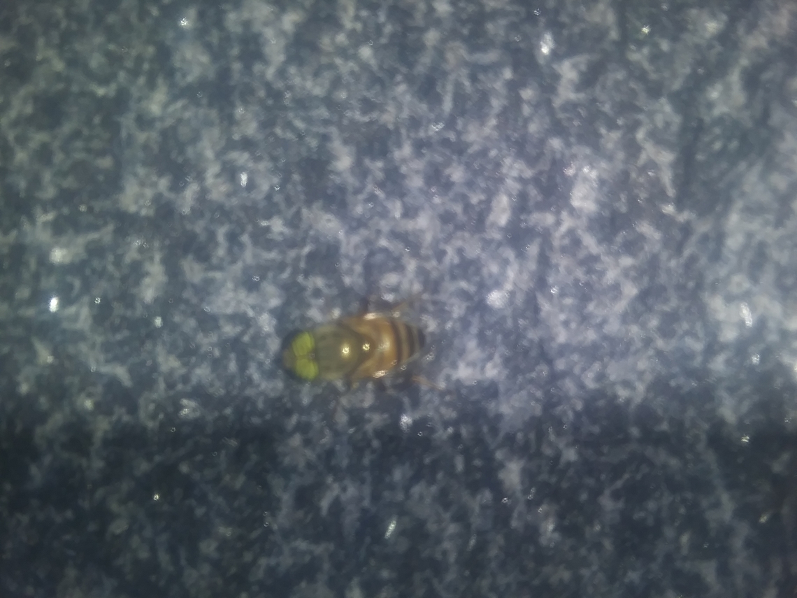 20220906_143434  Band-eyed Drone Fly,Eristalinus taeniops,Geotagged,Summer,United States