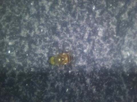 20220906_143434  Band-eyed Drone Fly,Eristalinus taeniops,Geotagged,Summer,United States