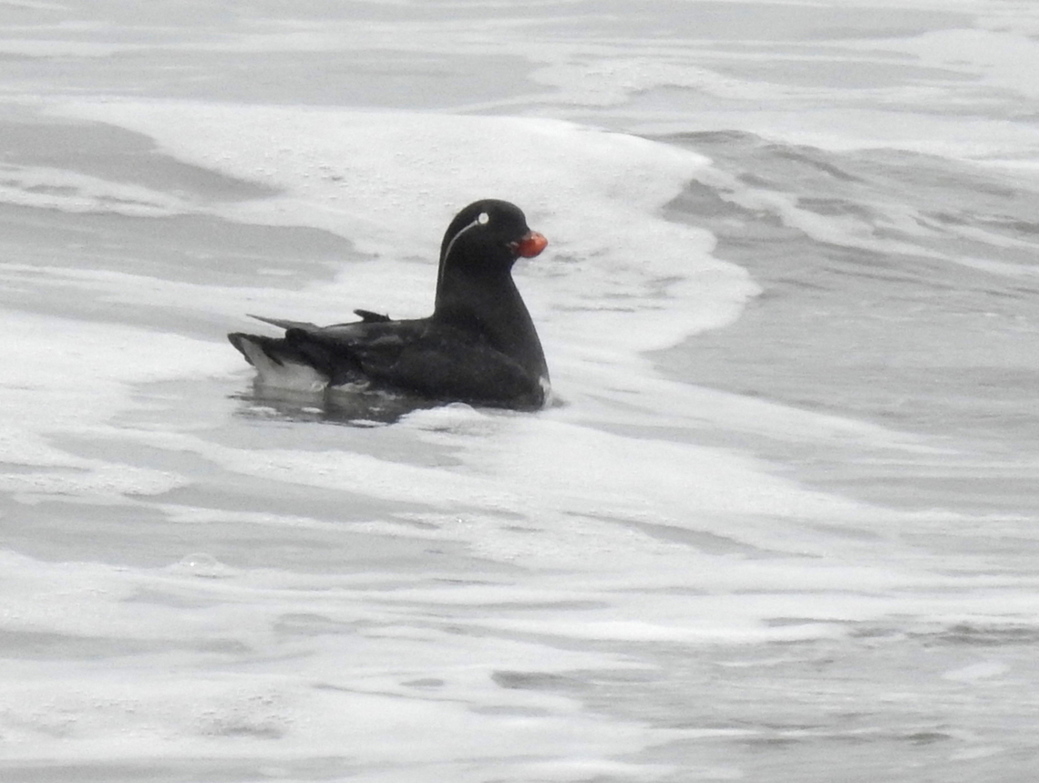 Parakeet Auklet Long returning visitor at Land&#039;s End Aethia psittacula,Geotagged,Parakeet auklet,United States