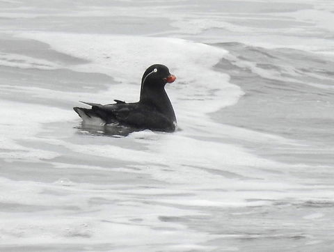 Parakeet Auklet Long returning visitor at Land's End Aethia psittacula,Geotagged,Parakeet auklet,United States