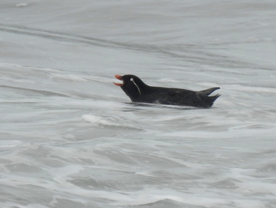 Parakeet Auklet Long returning visitor at Land's End<br />
 Aethia psittacula,Geotagged,Hermit Rock,Parakeet auklet,San Francisco,United States