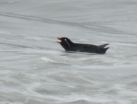Parakeet Auklet Long returning visitor at Land's End
 Aethia psittacula,Geotagged,Hermit Rock,Parakeet auklet,San Francisco,United States