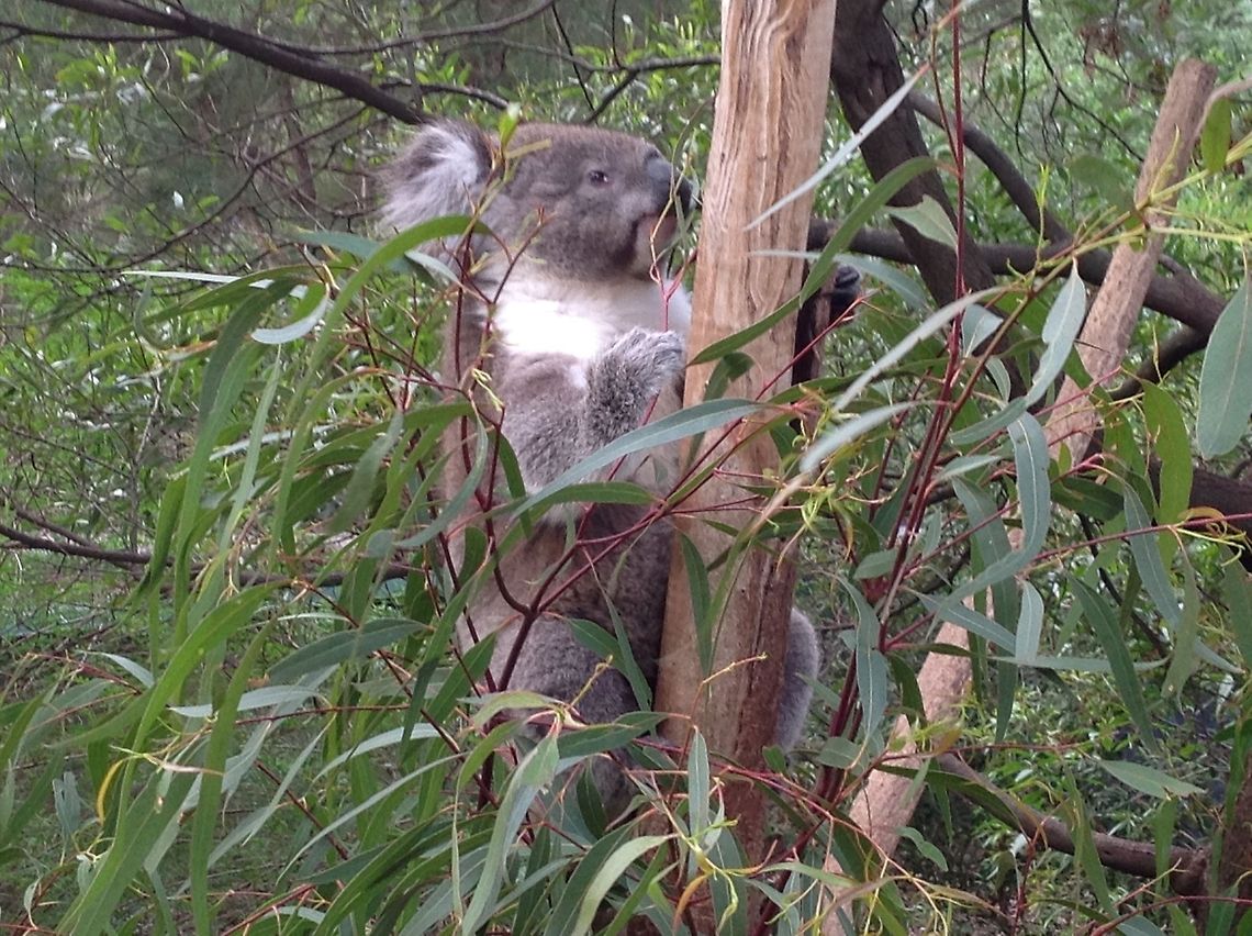 Koala  in tree  Australia,Geotagged,Koala,Phascolarctos cinereus