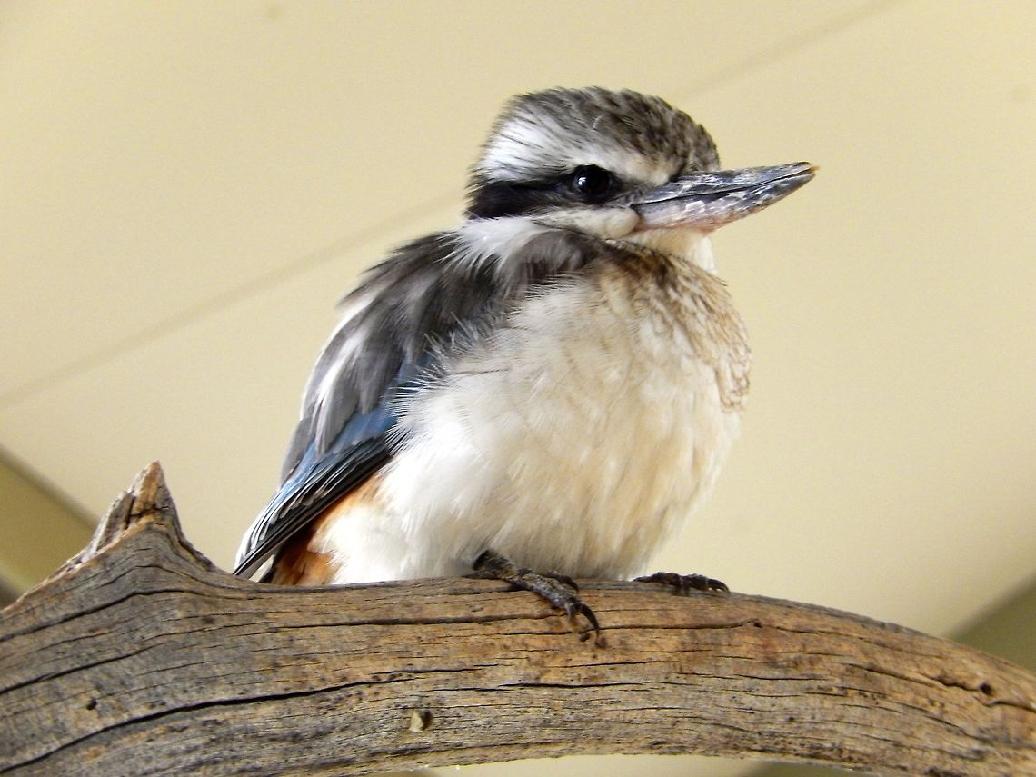 Kookaburra  Australia,Blue-winged Kookaburra,Dacelo leachii,Geotagged,Photo Stream