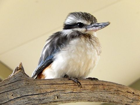 Kookaburra  Australia,Blue-winged Kookaburra,Dacelo leachii,Geotagged,Photo Stream