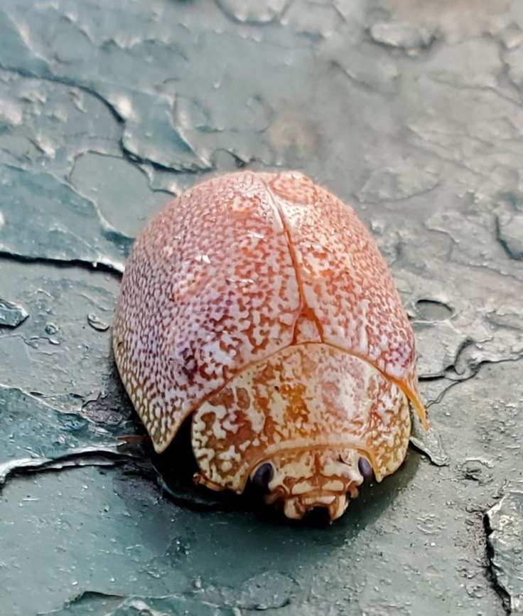20220913_082125_kindlephoto-23688911  Paropsis atomaria,Speckled eucalyptus leaf beetle