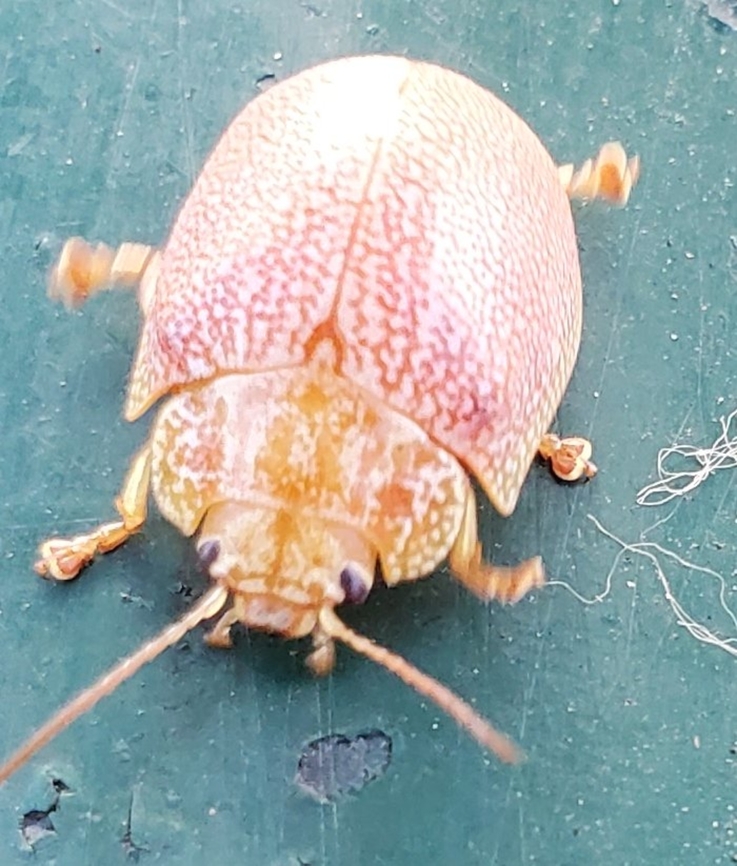 Paropsis atomaria I believe these are pictures of Eucalyptus Leaf Beetles, Paropsis atomaria, seen on our morning walk in Santa Fe Springs, CA. Eucalyptus Leaf Beetle,Geotagged,Paropsis atomaria,Paropsisterna m-fuscum,Speckled eucalyptus leaf beetle,Summer,United States