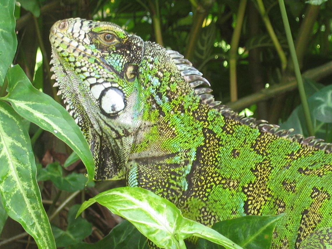 Igunana Iguana Bel&eacute;m, Brasil, 2006 Brazil,Conjunto Rondon,Geotagged,Green iguana,Iguana,Iguana iguana