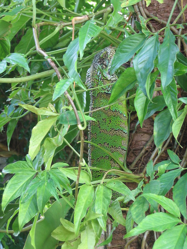 Iguana Iguana  Brazil,Geotagged,Green iguana,Iguana,Iguana iguana