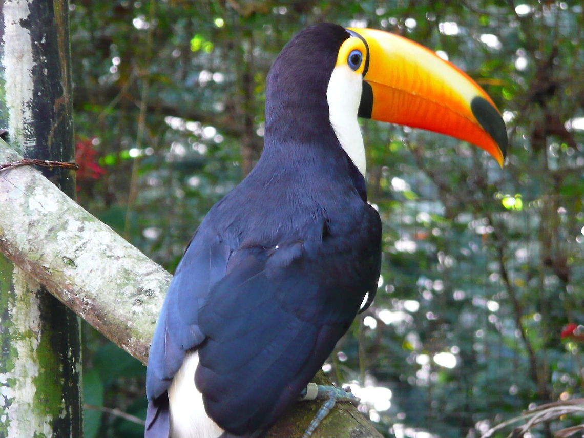Toco Toucan in Brazil  Brazil,Foz de Iguacu,Geotagged,Ramphastos toco,Toco Toucan,Tucano