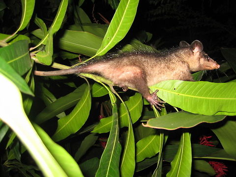 Big-eared Opossum