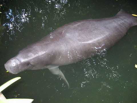 Amazonian manatee