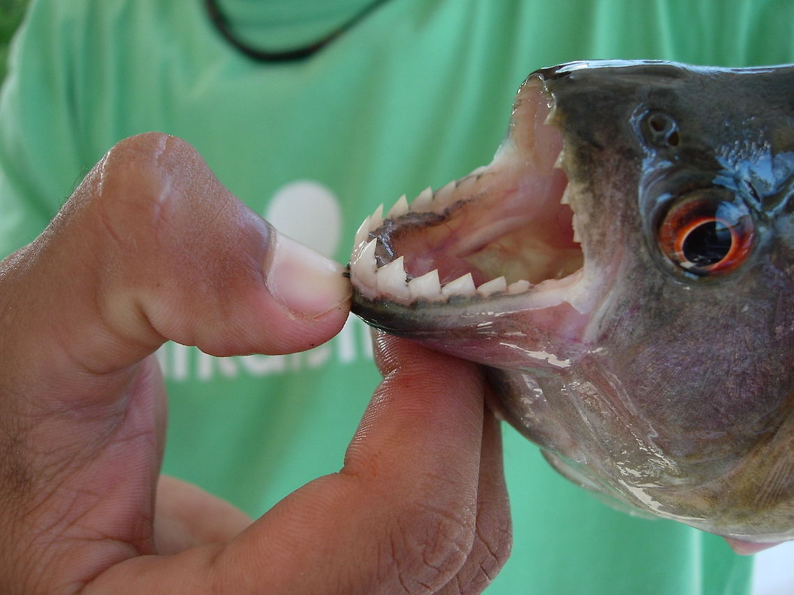 Piranha  Fisch,Pygocentrus nattereri,Red-bellied piranha