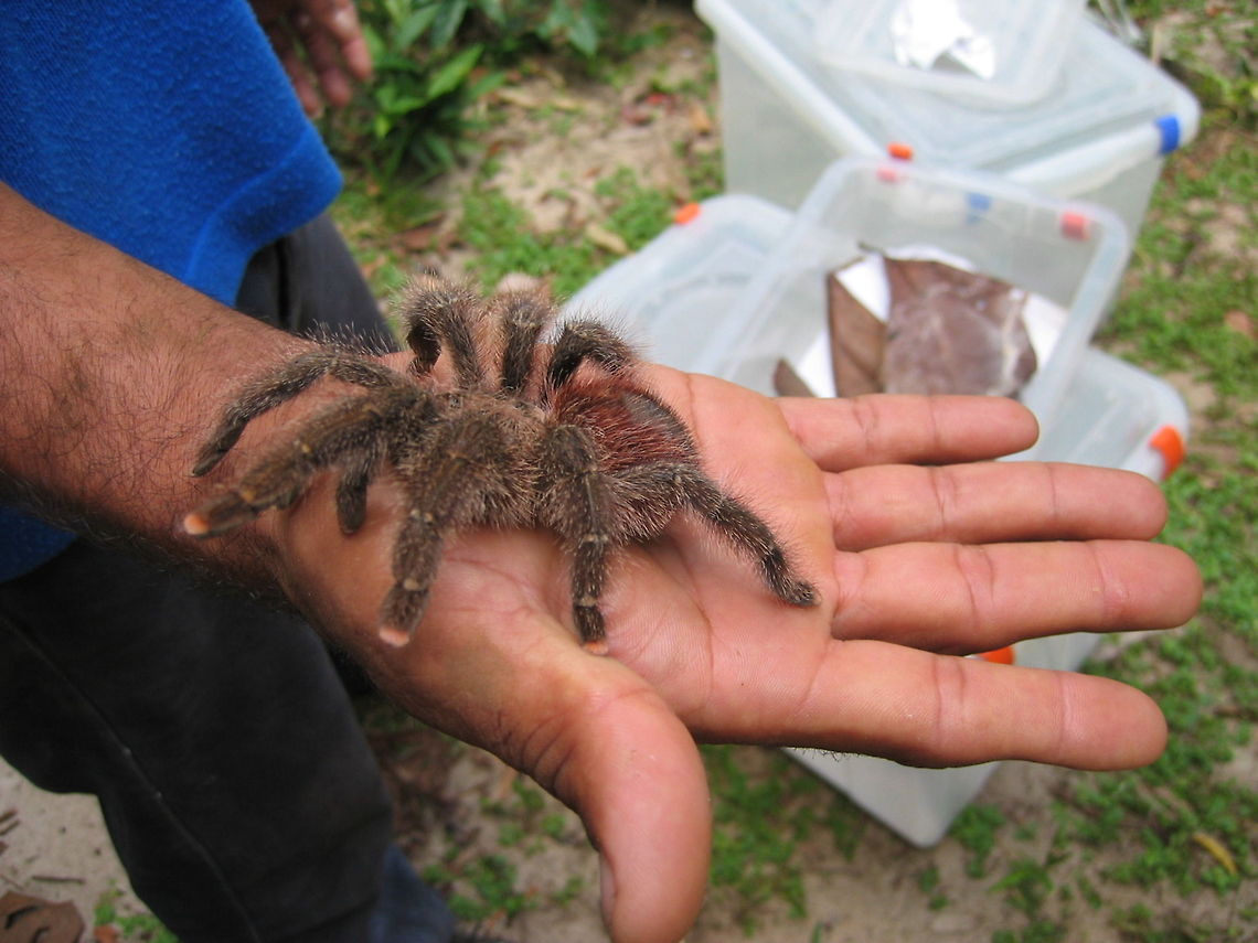 Salmon Pink Toed Tarantula Avicularia sp. Native to South America. Docile and only bite when provoked, prior to biting they exhibit warning posture.  They consume large insects as well as small animals such as reptiles and rodents and even tree frogs.They are arboreal and unlike other tarantulas they tend to jump. Size is 9 - 13cm.  Brazil,Geotagged,Spinne