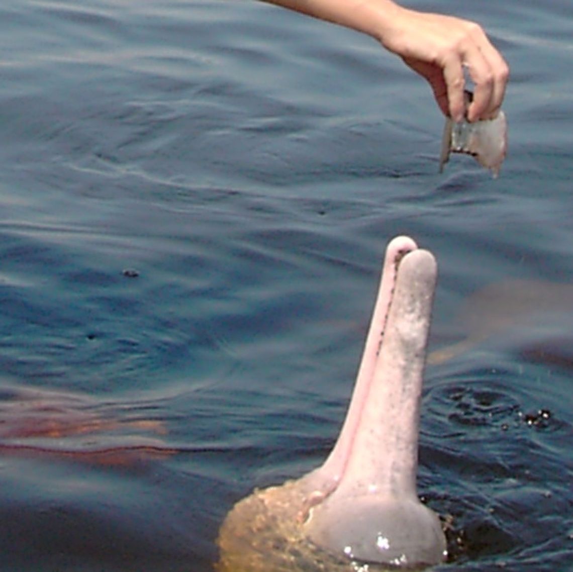 Sotalia fluvitilis, Boto  Amazon Dolphin,Amazon river dolphin,Boto,Inia geoffrensis,Sotalia fluviatilis,Tucuxi