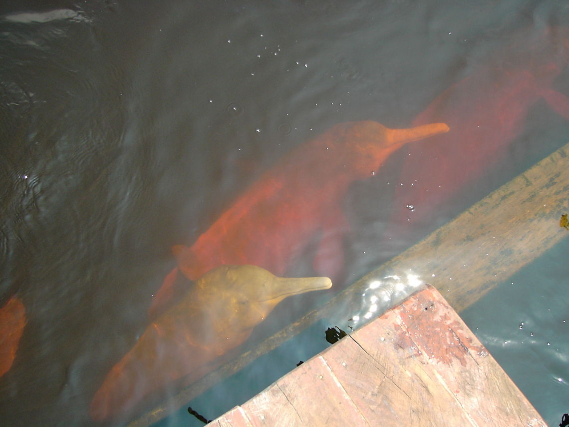 Sotalia fluviatilis, Boto  Amazon Dolphin,Amazon river dolphin,Boto,Inia geoffrensis,Sotalia fluviatilis,Tucuxi