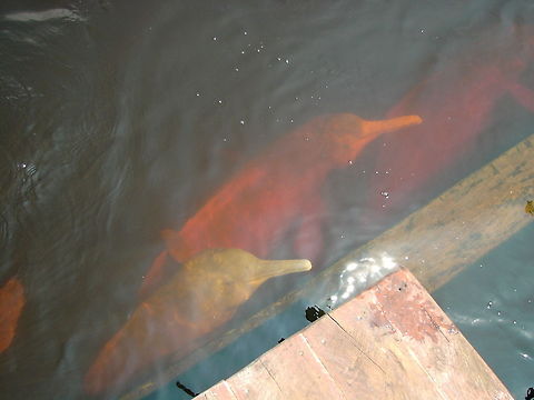 Sotalia fluviatilis, Boto  Amazon Dolphin,Amazon river dolphin,Boto,Inia geoffrensis,Sotalia fluviatilis,Tucuxi