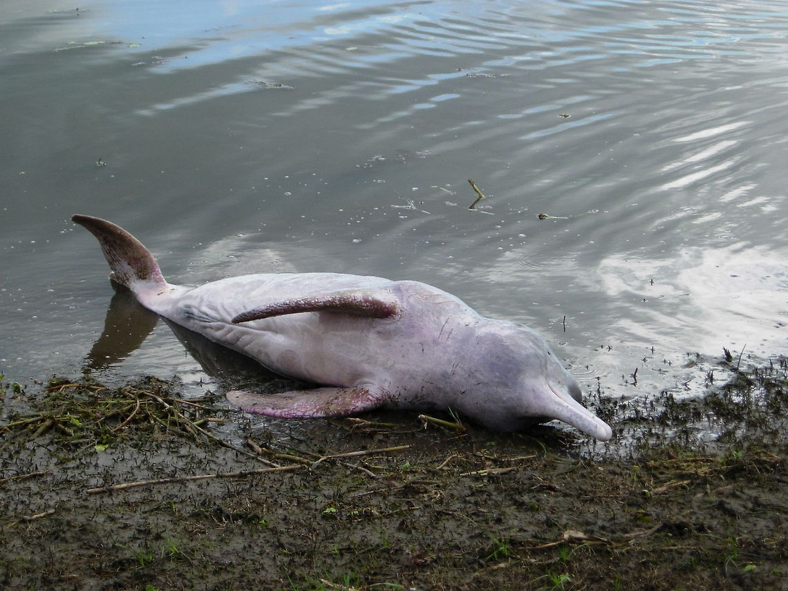 Sotalia fluviatilis, Boto  Amazon river dolphin,Inia geoffrensis