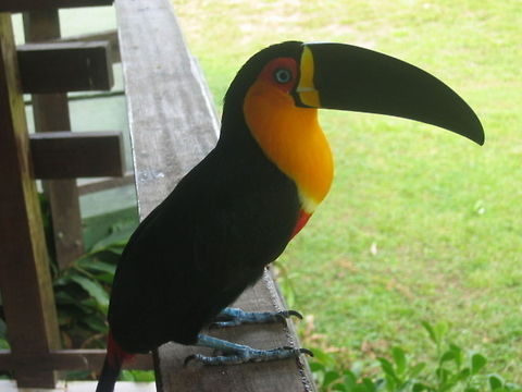 Tucano Ramphastos vitellinus Brazil,Channel-billed Toucan,Geotagged,Ramphastos vitellinus,Tucano