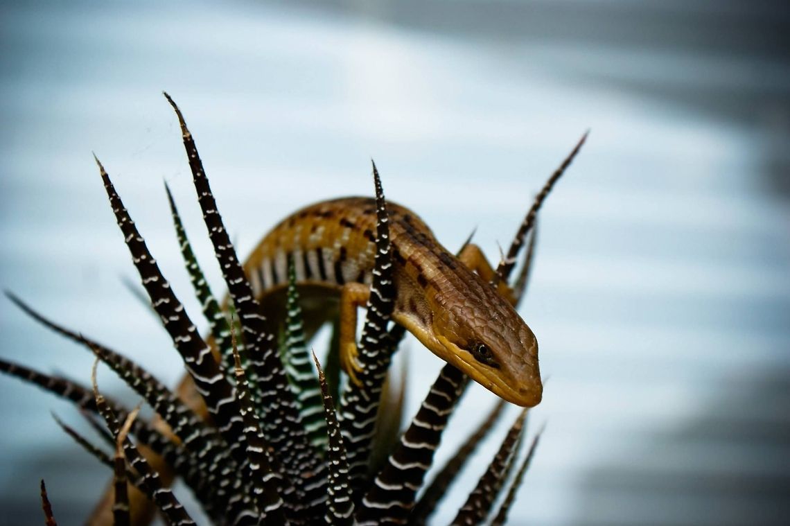 Gerrhonotus liocephalus liocephalus  Alligator Lizard,Geotagged,Gerrhonotus liocephalus,Mexico,Texas Alligator Lizard