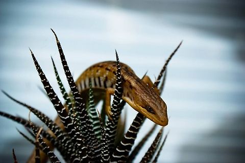 Gerrhonotus liocephalus liocephalus  Alligator Lizard,Geotagged,Gerrhonotus liocephalus,Mexico,Texas Alligator Lizard