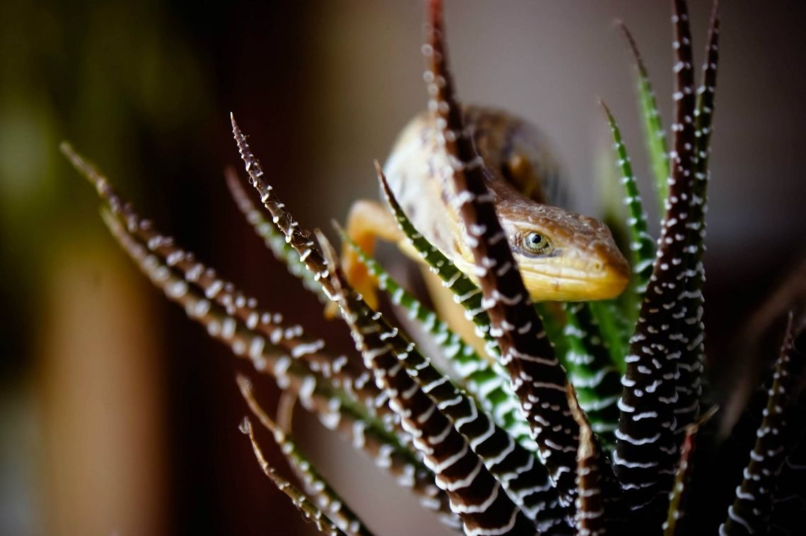 Gerrhonotus liocephalus liocephalus  Alligator Lizard,Geotagged,Gerrhonotus liocephalus,Mexico,Texas Alligator Lizard