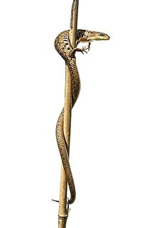 Gerrhonotus liocephalus liocephalus  Alligator Lizard,Geotagged,Gerrhonotus liocephalus,Mexico,Texas Alligator Lizard