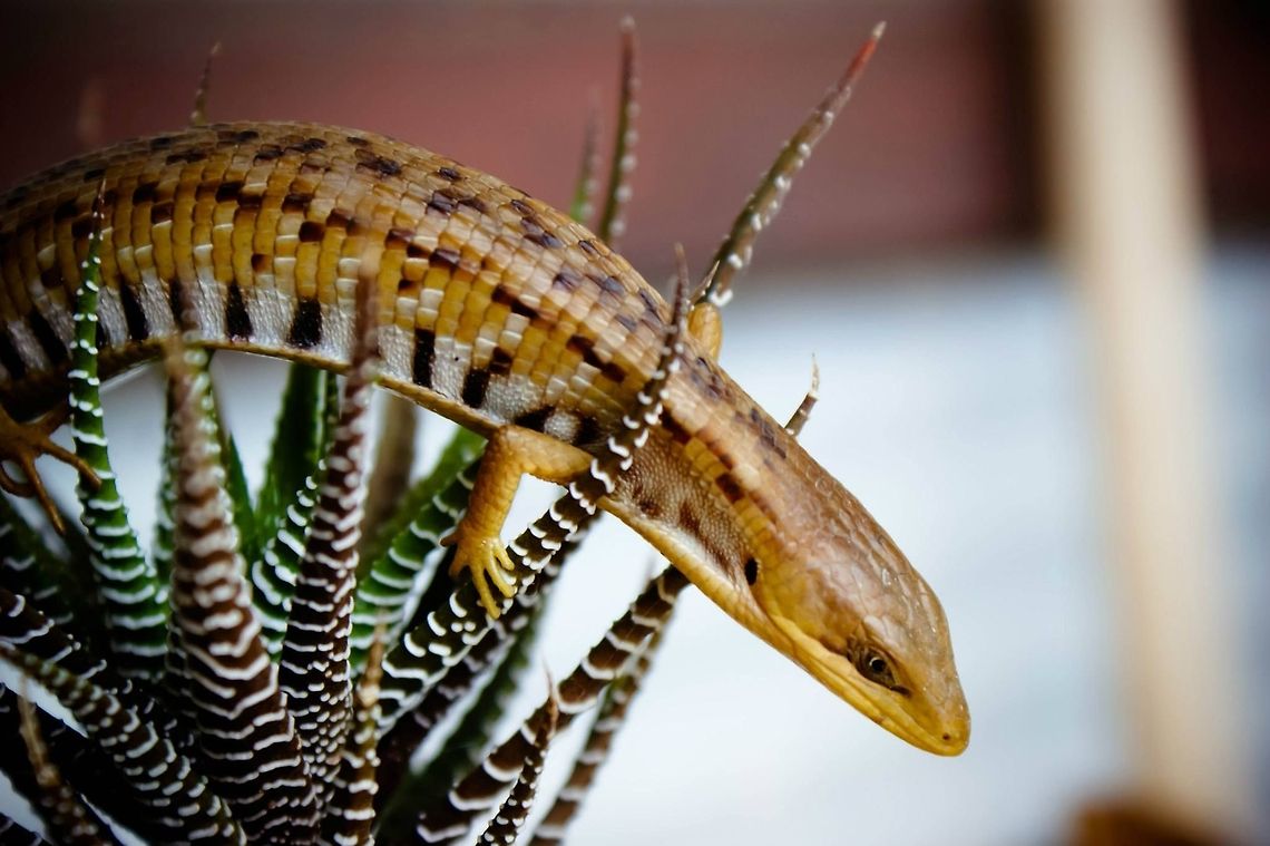 Gerrhonotus liocephalus liocephalus  Alligator Lizard,Geotagged,Gerrhonotus liocephalus,Mexico,Texas Alligator Lizard